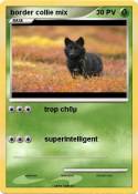 border collie