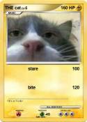 THE cat