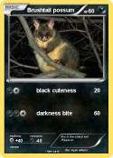 Brushtail possu