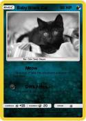 Baby Black Cat