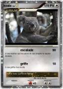 koala