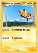 welsh corgi @gi