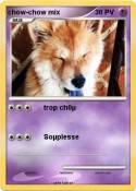 chow-chow mix