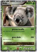koala