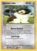 Bearded Collie