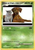 Chien et Chat