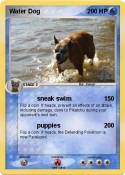Water Dog