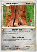 Giant sequoia