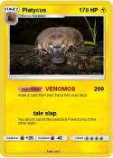 Platycus