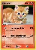 kitten cat