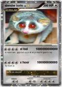 slender loris