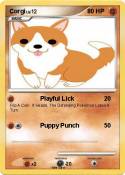 Corgi