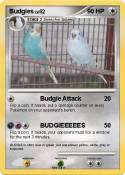 Budgies