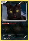 black cat