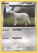 kuvasz