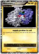 ribosomes