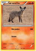 bat eared fox