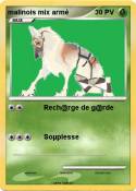 malinois mix