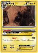 pug