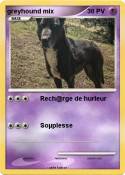 greyhound mix
