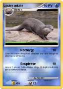 Loutre adulte