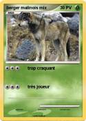 berger malinois