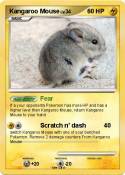 Kangaroo Mouse