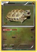 tortoise