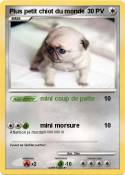 Plus petit chio
