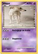 whippet