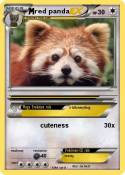 red panda