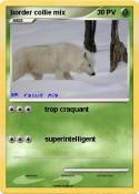border collie
