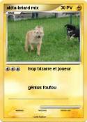 akita-briard
