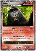 apa