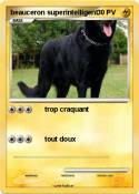 beauceron super