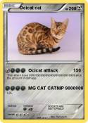 Ocicat cat