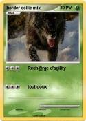 border collie