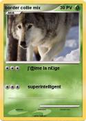 border collie