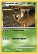 border collie