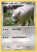 border collie