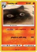 scardey cat