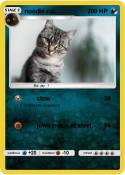 noodle cat