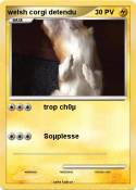 welsh corgi