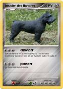bouvier des