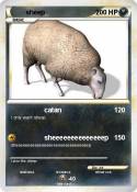 sheep