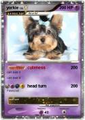 yorkie