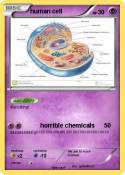 human cell