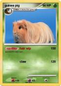 guinea pig