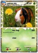 guinea pig