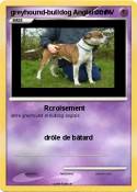 greyhound-bulldog